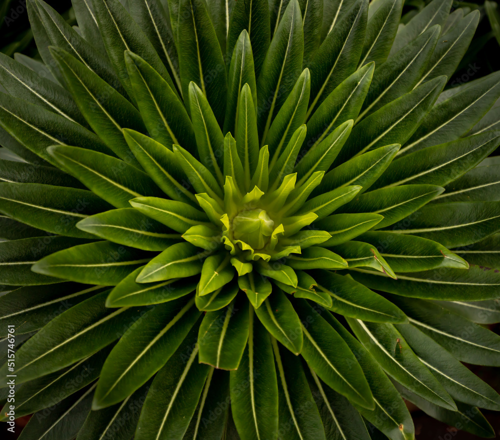 Fototapeta premium green plant in Hobart a the botanic garden in Tasmania