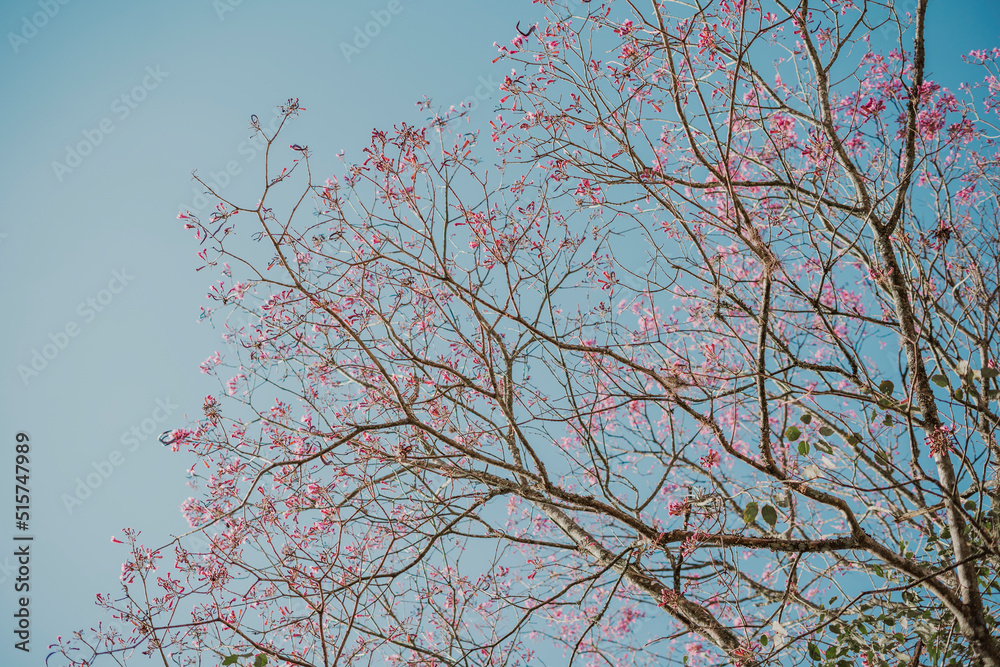 tree with pink flowers and branches against blue sky tree with pink flowers and branches against blue sky