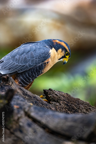 Aplomado Falcon on Log 1 photo