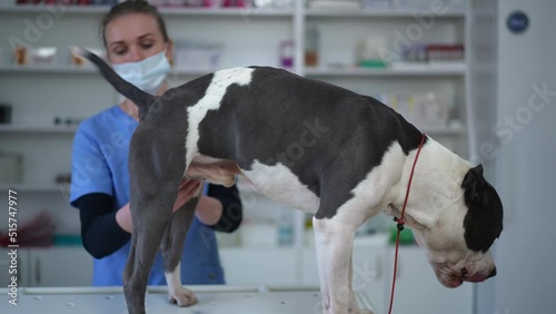 Side view portrait of American Staffordshire Terrier with blurred veterinarian doing palpation in veterinary clinic. Cute curios dog undergoing exam indoors with professional doctor