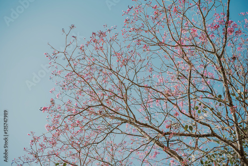 tree with pink flowers and branches against blue sky photo