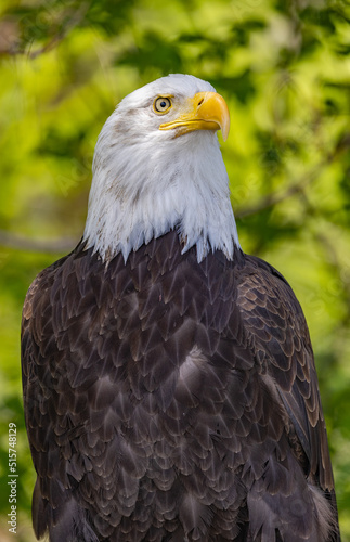 Bald Eagle Pose 2