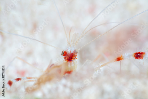 Banded Coral Shrimp