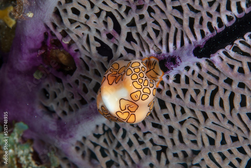 Flamingo tongue snail