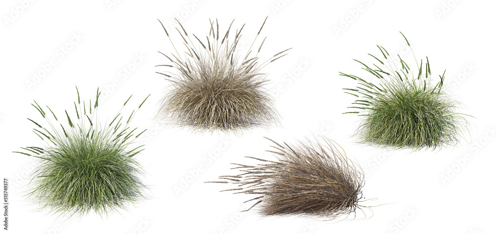 Grass on a white background Grass on a white background