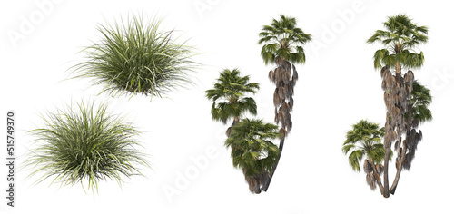 Cactus and palms on a white background.