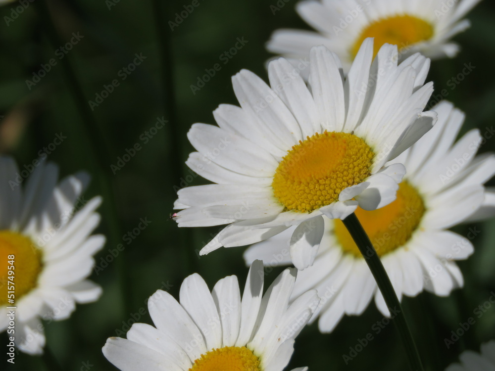 Closeup of Group of White Wild Daisy Wildflowers Reaching toward Sun against Dark Green Bokeh Background Closeup of Group of White Wild Daisy Wildflowers Reaching toward Sun against Dark Green Bokeh Background