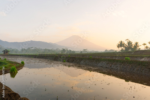 beautiful rice fields in Kajoran Village with Mountain on the background in the morning. Central Java, Indonesia photo