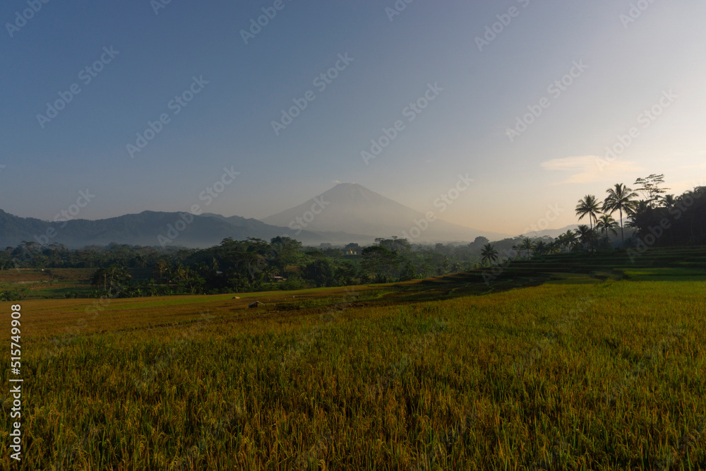 beautiful rice fields in Kajoran Village with Mountain on the background in the morning. Central Java, Indonesia