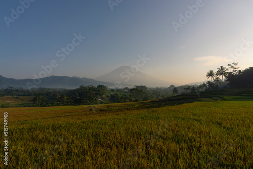 beautiful rice fields in Kajoran Village with Mountain on the background in the morning. Central Java, Indonesia