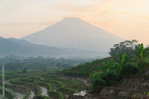 Beautiful terraced rice fields in the Kajoran Village with Mountain on the background in the morning