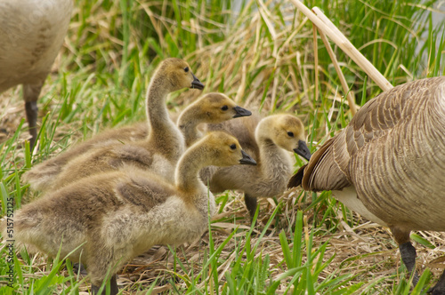 Canada Goslings in the Grass © RiMa Photography