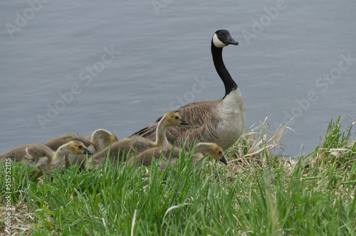 A Family of Canadian Geese