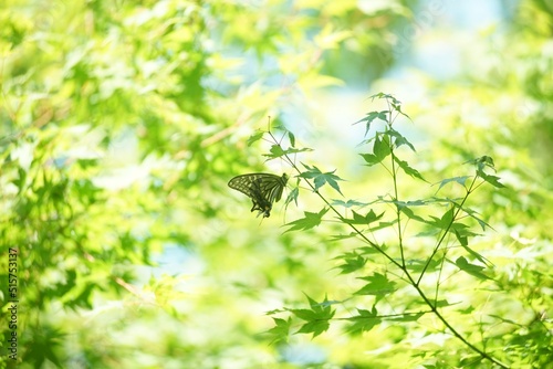 A swallowtail butterfly on a fresh green maple leaf