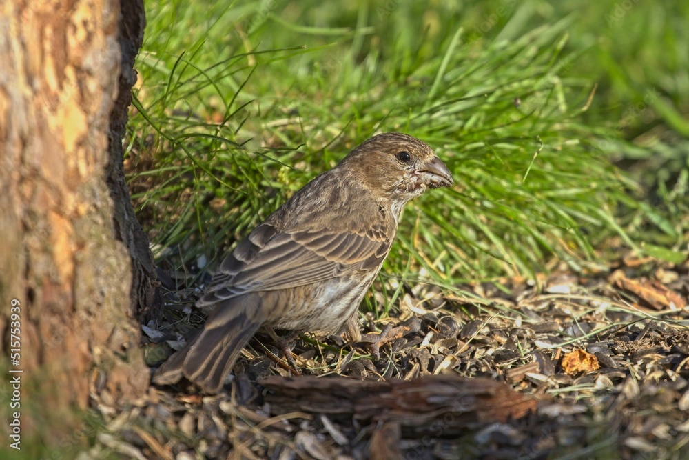 Sparrow on the ground next to a tree. Sparrow on the ground next to a tree.