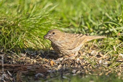 Cute sparrow on the ground.