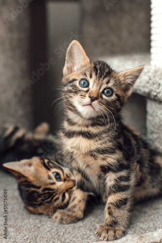 Two young cute bengal kittens sitting on a soft cat's shelf of a cat's house indoors.