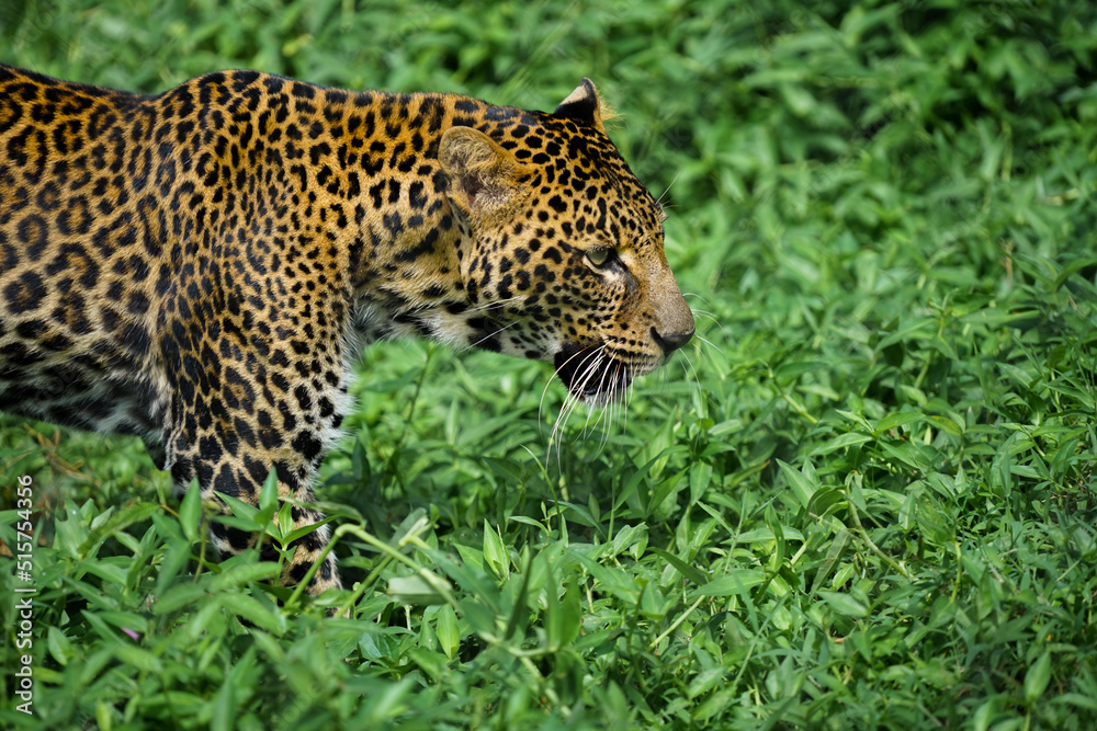 Closeup of a leopard walking in green grass, side view Closeup of a leopard walking in green grass, side view