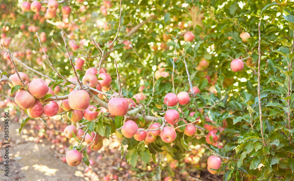 Fresh red apples growing in season on trees for harvest on a field of a sustainable orchard farm outside on sunny day. Juicy nutritious ripe organic fruit to eat growing in scenic green landscape Fresh red apples growing in season on trees for harvest on a field of a sustainable orchard farm outside on sunny day. Juicy nutritious ripe organic fruit to eat growing in scenic green landscape