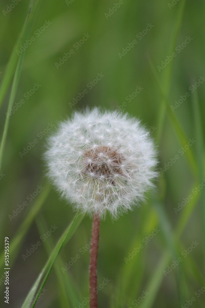 dandelion in the grass dandelion in the grass