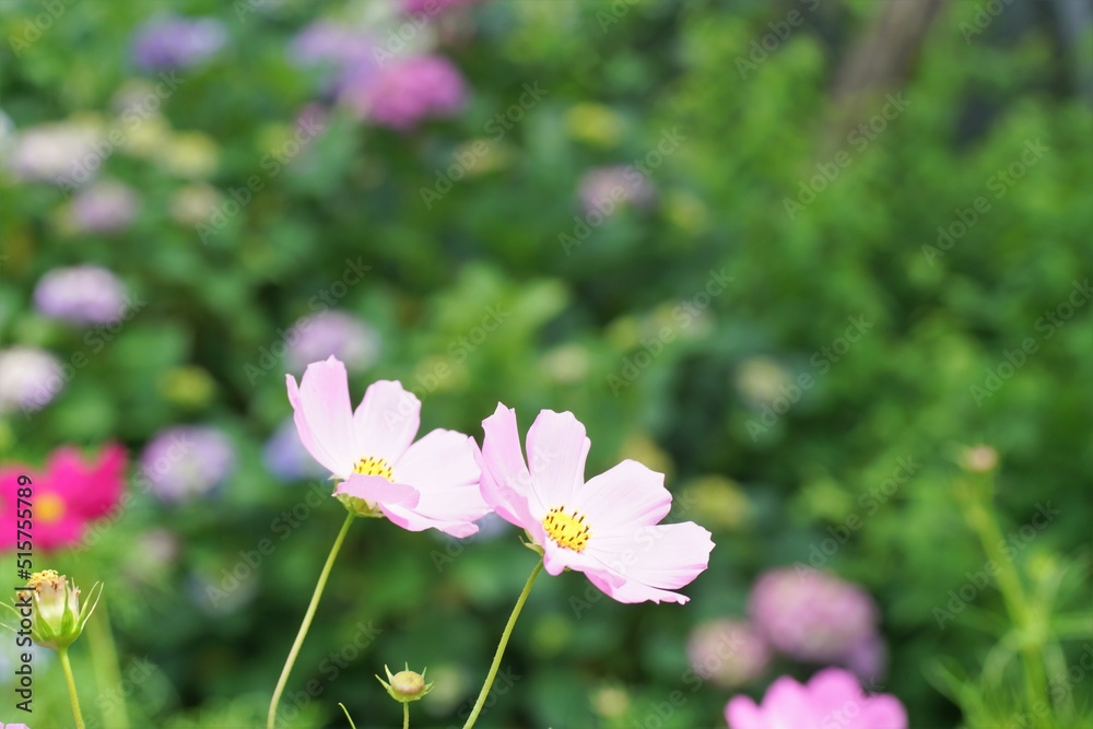 般若寺の夏咲きコスモス
