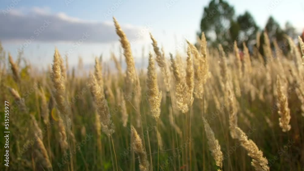 Spikelets fluttering in the field under gusts of wind at sunset. Spikelets fluttering in the field under gusts of wind at sunset.