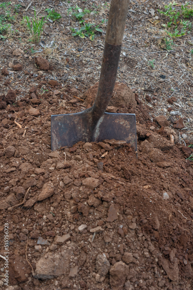 Old dirty shovel in the ground on the garden bed. gardening tool and equipment. concept of garden work at summer or spring. 
