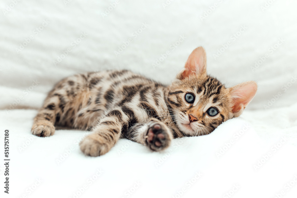 Obraz premium Cute bengal one month old kitten on the white fury blanket close-up.