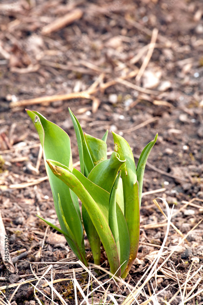 Closeup of green plant sprouts planted in soil in a garden. Gardening for beginners with plants about to bloom or blossom. The growth and development process of a tulip flower growing in spring Closeup of green plant sprouts planted in soil in a garden. Gardening for beginners with plants about to bloom or blossom. The growth and development process of a tulip flower growing in spring