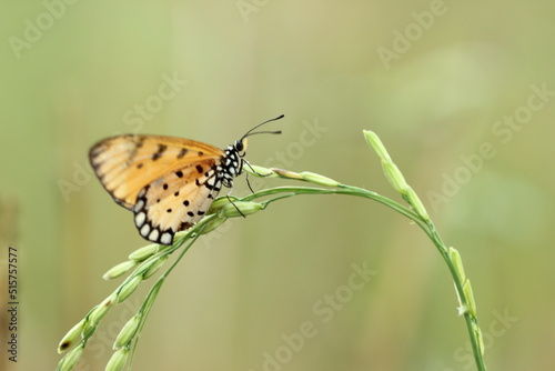 butterfly on leaf © ridho