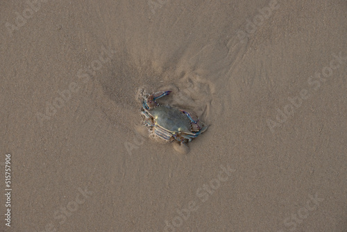 crab on the sand