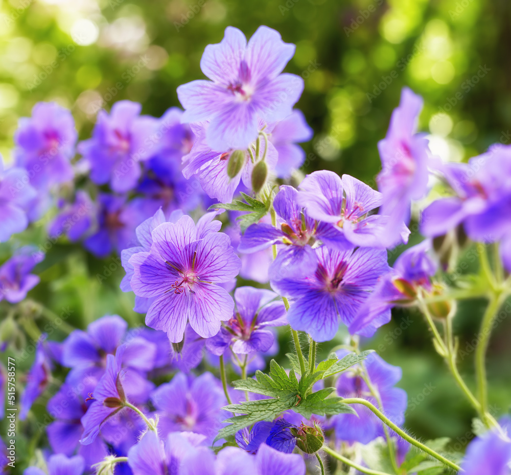 Closeup of meadow geranium flowers in a green garden in summer. Purple plants growing in a lush forest in spring. Beautiful violet flowering plants budding in its natural environment