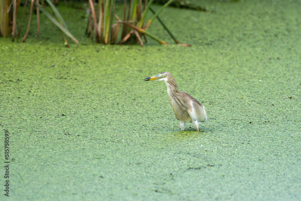 Indian pond heron or paddybird (Ardeola grayii) observed in the wetlands near Virar in Maharashtra, India