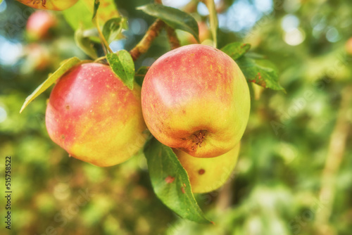 Closeup of red apples growing on a tree in a sustainable orchard farms. Fresh, organic fruit ripe for harvest or picking on a field. Nutritious organic produce cultivated in nature