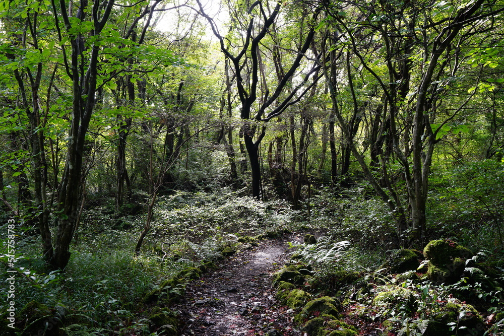 fine pathway to thick wild forest fine pathway to thick wild forest