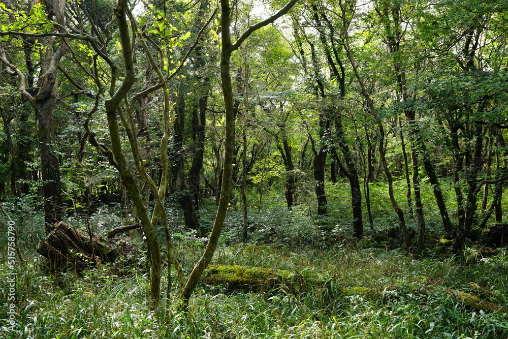 thick wild forest with old trees and mossy rocks thick wild forest with old trees and mossy rocks