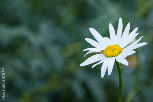 A bee on a daisy or Marguerite outside in a garden on a summer day or springtime. Honeybee pollinating or collecting nectar from a flower or flowerhead isolated with lush green or nature background.