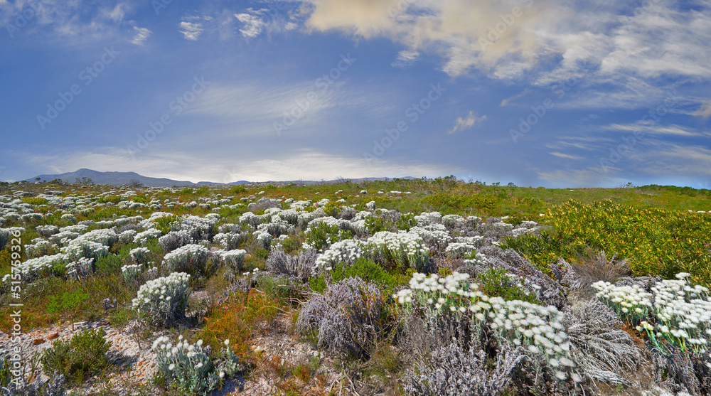 Fototapeta premium Indigenous Fynbos found on Table Mountain National Park, Cape Town, South Africa. Wild flowers under a blue sky with copy space. Nature landscape of bush plants growing on a field in spring.