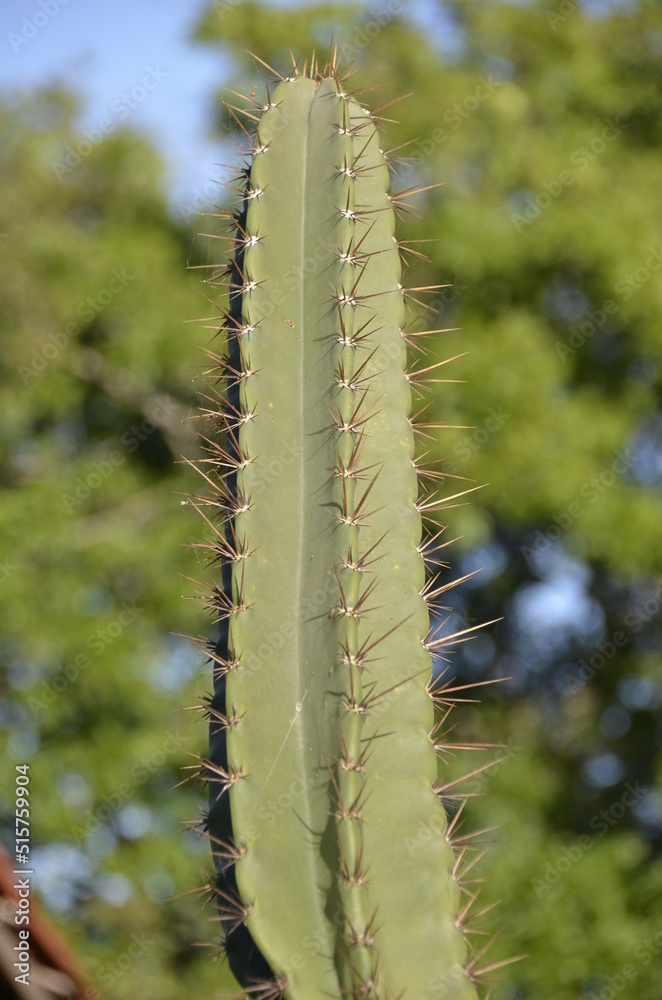 Detail of the thorn of the mandacaru, a plant native to the Brazilian caatinga. Scientific name Cereus jamacaru, from the botanical family of Cactaceae Detail of the thorn of the mandacaru, a plant native to the Brazilian caatinga. Scientific name Cereus jamacaru, from the botanical family of Cactaceae