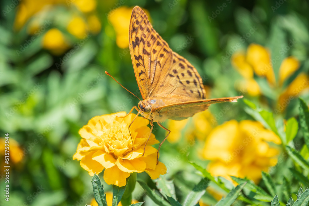 Obraz premium The dark green fritillary butterfly collects nectar on flower. Speyeria aglaja is a species of butterfly in the family Nymphalidae.