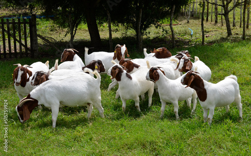 A group of great Boer goats grazing on the farm's green pastures. 