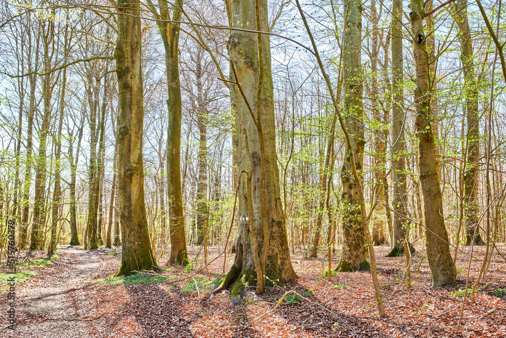 Obraz premium Landscape view of beech trees in a sunny forest or woods in remote countryside of Norway. Wood used for timber growing in a serene and secluded meadow. Discovering peace and relaxed in mother nature