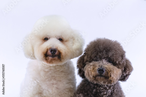 Two adorable Poodle dogs sitting together on white color background.