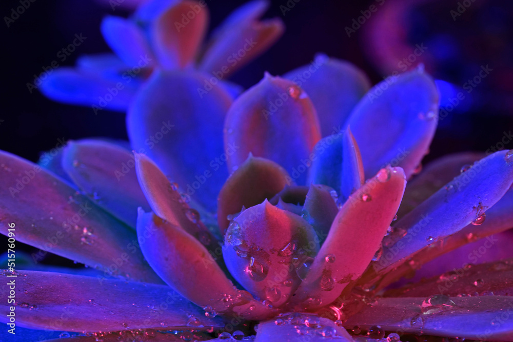 Droplets on bloom Droplets on bloom
