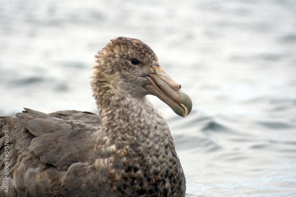 Southern giant petrel (Macronectes giganteus) swimming in Coopers Bay, South Georgia Island