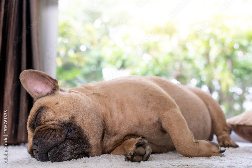Sleeping French bulldog indoor.