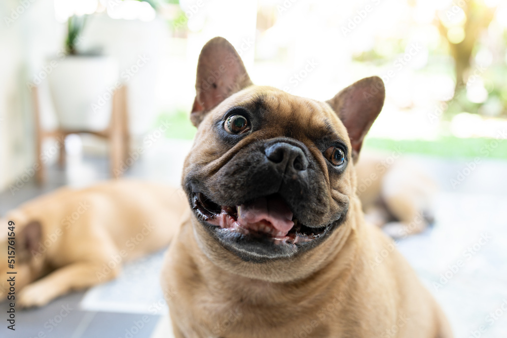 Smiling french bulldog portrait
