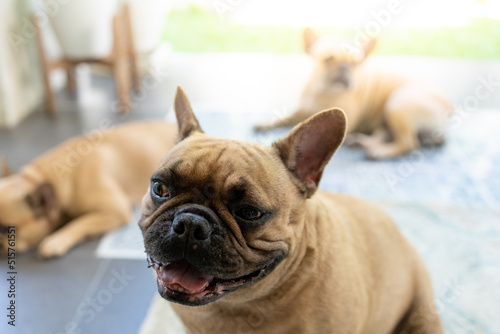 french bulldog portrait © tienuskin