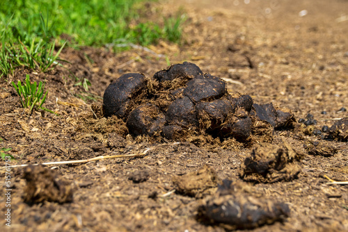 A pile of horse manure lies on a country road.
