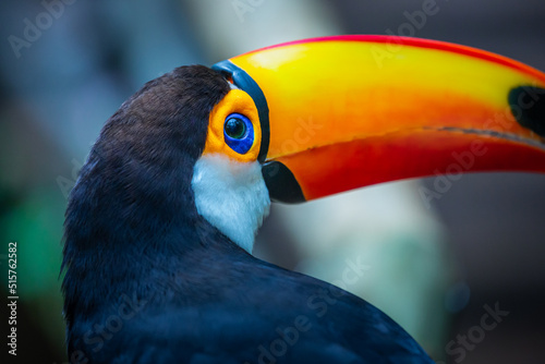 Toucan side profile close-up in Pantanal, Brazil photo